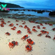 Marvel at Nature’s Splendor: Behold Millions of Red Crabs Converging in an Entrancing Mating Ceremony, Transfiguring Christmas Island into an Astonishing Exhibition of Natural Beauty! KS