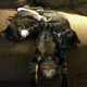 SS.Funny Cats Sleeping in the Strangest Positions Ever
