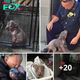Lamz.From Despair to Delight: A Shelter Puppy’s Joyful Reunion with her Heroic Rescuer