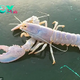 SR. A Rare Translucent Lobster, With 100 Million-to-1 Odds, Found off Maine Coast and Released Back Into Atlantic, Underscoring Importance of Marine Life Conservation. SR