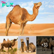 Intriguing Tale: Dead Camels and the Potential for Explosions ‎