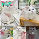 Captivating Grace: Unveiling the Enchanting Elegance of Ragdoll Cats.  .SG