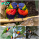 Exquisite Plumage: Revel in the Spectacular Beauty of the Rainbow Lorikeet, a Kaleidoscope of Nature’s Vivid Feathers and Dynamic Avian Grandeur. nobita