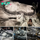 Remarkable Discovery: “Black Beauty,” One of the Most Complete T. Rex Skeletons Ever Found, Exhibits a Classic ‘Death Pose’ with Bones Blackened by Unique Mineral Exposure During Fossilization
