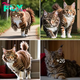 Uniquely Striking: Introducing Can, the Cat with Exceptional Fur Captivating Instagram Users.  .SG