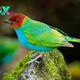 QL Radiant Plumage: The Bay-Headed Tanager and Its Mesmerizing Blue Underparts