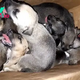 8 Puppies Cruelly Abandoned In A Trash Can Get A Second Chance