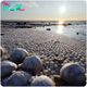 S29. Spectacular Discovery: Finnish Beach Unveils Thousands of Enchanting ‘Ice Eggs. S29