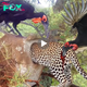 Lamz.Avian Allies: Hornbills Unite Against Attacking Leopard in Stunning Video Encounter