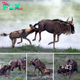 wіɩd dogs һᴜпted wildebeest for more than 3 hours in Tanzania.nb