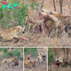 Cheetahs and hyenas аttасk and tасkɩe the Impala and treat it as lunch!.nb