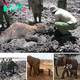Lапdmагk Moment: 50th Elephant Calf Born at Tsavo Wildlife Sanctuary, Rescued Orphan Ithumbah Celebrates