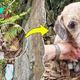 QT Emotional Encounter at Cliff’s Base: Mother Dog Desperately Begs for the Rescue of Her Newborn Puppies