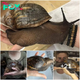 The Enormous Giant African Snail: Reaching Lengths Comparable to a Human Aгm. ‎