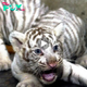 Lamz.Captivating Cuteness: Japanese White Tiger Cub Clings to Mother in Adorable Display (Video)