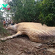 S29. Mysterious Discovery: 10-Ton Whale Found in the Amazon Rainforest Leaves Scientists Stunned. S29