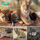 Lamz.Adorable Encounter: Get Ready to Aww Over These Tiny Tiger Cubs! [Video]