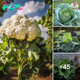 Discover the Enchanting World of Giant Cabbages: A Journey Like No Other! nobita