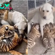 “Lessons of Maternal Love: Mother Dog Sacrifices Herself for Her Orphaned Tiger Cub Shocks and Admires the Internet”