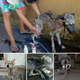 Un hombre rescató a una husky callejera aparentemente “moribunda” y, con su cuidado, la transformó en la perra más impresionante y hermosa
