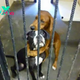 These Beautiful Dogs Were Almost Euthanized But Got A New Chance Because Of A Hugging Picture