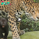 Lamz.Watch: Mother Jaguar Trains Her Adorable Black Jaguar Cubs in the Wild (Video)