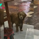 Sad Pup Stands In Front Of A Restaurant And Begs Hoomans To Have Just A Small Bite Of Food
