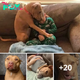 Lamz.From Shelter to Serenity: A Heartwarming Adoption Story Filled with Joyful First Nights and Unforgettable Moments