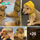 Lamz.Kali’s Courage: Homeless Puppy’s Journey Through a Military Base in Search of Her Soldier Owner Warms Hearts and Inspires Adoption