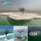 Miracle on Salt Island: The Enigmatic ‘Tree of Life’ Flourishes in the Heart of the Dead Sea. nobita