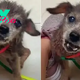 ‘Dumped’ 16-Year-Old Dog’s Distressing Cries Rocked Woman To Her Core