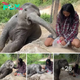 The Playful Elephant’s Charming аntісѕ for Sweet Treats ‎