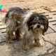 No One Wanted To Help The Desperate Dog Covered In Mud Until They Discovered His Sad Fate