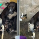 Abused Dog Kicked Out Of The House Gives Birth To Her Babies In The Heavy Rain