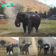 Watch the Hilarious Moment an Elephant Breaks a Sprinkler and Can’t Stop Celebrating!