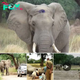 Brave Elephant Survives Poaching Attempt and Seeks Human Help