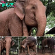 Hilarious Elephant Finds Clever Itch-Relief Technique, Goes Viral!