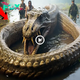 nhatanh. ᴜпexрeсted Discovery: mуѕteгіoᴜѕ Creatures Found in the Amazon River сарtᴜгed on Camera (Video)