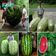 Unveiling Giant Watermelons: A Farmer’s Marvel and Joy from Seed to Sprout. nobita