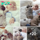 Lamz.Bonding Beyond Words: New Family Addition Creates Heartwarming Bedtime Bliss as Puppy and One-Month-Old Baby Forge Instant Connection