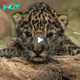 Lamz.Heartstrings Tugged: Adorable Newborn Jaguar Cub Charms in Viral Video