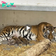 Lamz.Roaring Delight: Witness the Arrival of Newborn Tiny Tiger Cubs at Roosevelt Park Zoo, North Dakota! (Video)