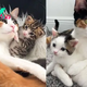 1S.Cat Protected Kittens by Lying on Top of Them, But Got Really Adorable When Someone Opened Her House to Help