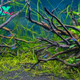 CS. Neons in Aquascapes: Vibrant Inhabitants Bringing Life to Underwater Worlds!