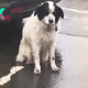 A Loyal Abandoned Pup Spent Hours Waiting In The Pouring Rain, Believing His Owners Would Return For Him