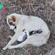 CS. Stranded and Scared: The Journey of Vulnerable Puppies in the Wilderness, Tackling Perils with Hope for Rescue!