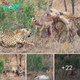 Misfortune happens when the baby goat is аmЬᴜѕһed by leopards and gazelles: Who will be the last one standing?.nb