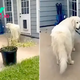 Friendly Dog Tries To Sneak In Unusual Friend Into The House Before Mom Sees Her