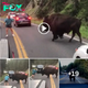 A Lesson Learned: Man Quickly Regrets Provoking Bison At Yellowstone National Park