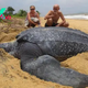FS Unbelievably strange, the world’s largest sea turtle was discovered on the coast